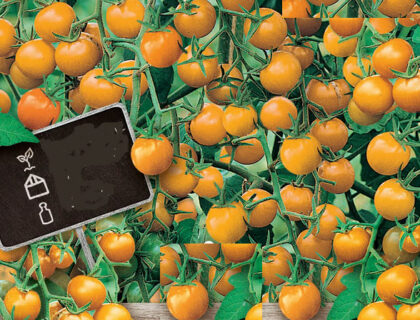 Tomat, Cherry Sungold F1, lækker sød og orange