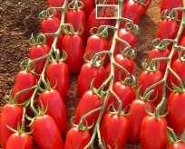 Tomat, Trilly F1 (san marzano type)