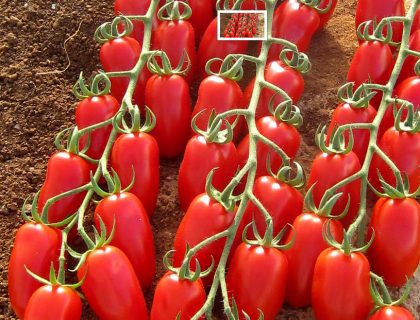 Tomat, Trilly F1 (san marzano type)