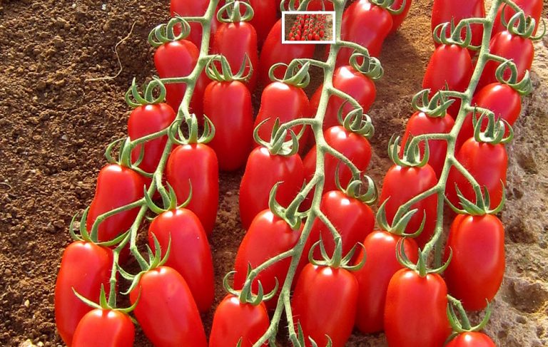 Tomat, Trilly F1 (san marzano type)