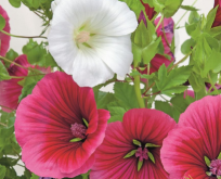 Trompetkatost. Malope trifida Mix af farver