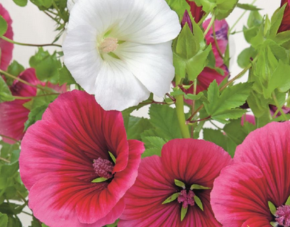 Trompetkatost. Malope trifida Mix af farver