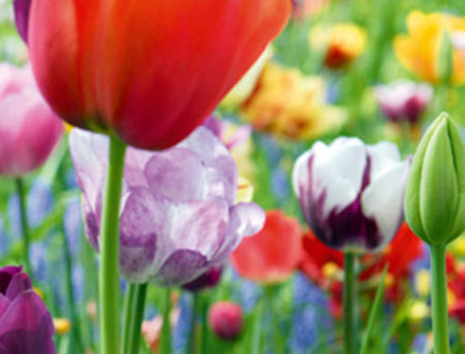 Tulipan løg – Smukke langvarige tulipaner giver smukke blomster.