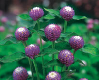 Ungkarleknap, Gomphrena globosa, atomic purple