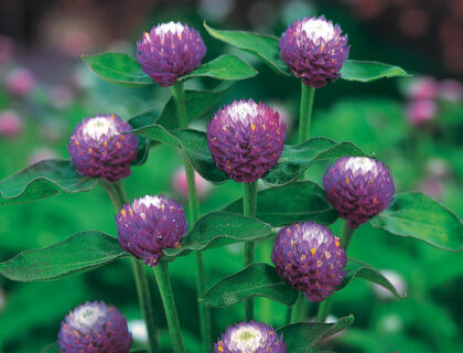 Ungkarleknap, Gomphrena globosa, atomic purple