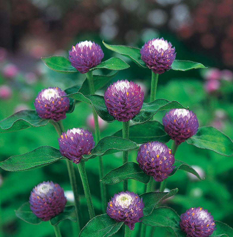 Ungkarleknap Gomphrena Globosa Atomic Purple Jyllands Fr handel