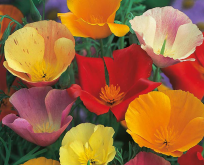 Guldvalmue Eschscholzia Single Mixed Californian Poppy