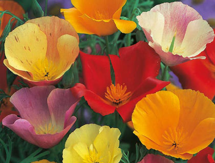 Guldvalmue, Californian Poppy, Single Mixed