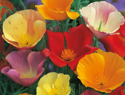 Guldvalmue Eschscholzia Single Mixed Californian Poppy