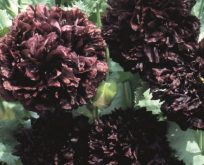 Pæonvalmue / opiumsvalmue. Sort. Black peony