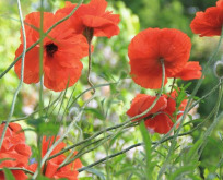 Valmue Papaver orientalsk. Rød