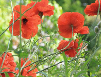 Valmue Papaver orientalsk. Rød