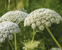 Vild gulerod, Daucus carota