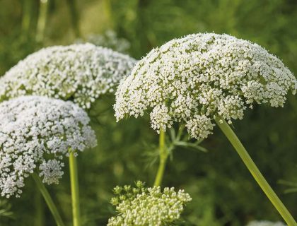 Vild gulerod, prydgulerod. Daucus carota
