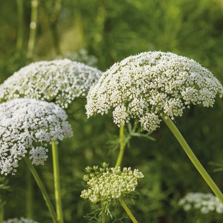 Vild gulerod, prydgulerod. Daucus carota