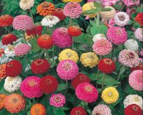 Zinnia elegans Sunbow Mix