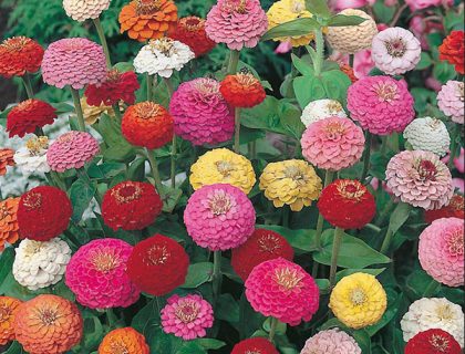 Zinnia elegans Sunbow Mix