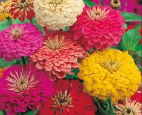 Zinnia Early Wonder Mix