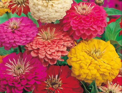 Zinnia Early Wonder Mix