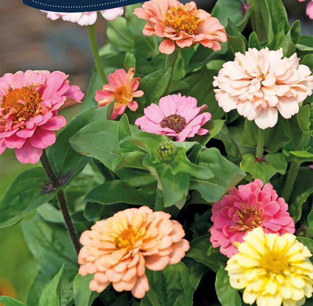 zinnia cut and come Jyllands Frøhandel
