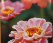 Zinnia Elegans Dahlia, pink røde farver.
