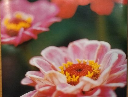 Zinnia Elegans Dahlia, pink røde farver.