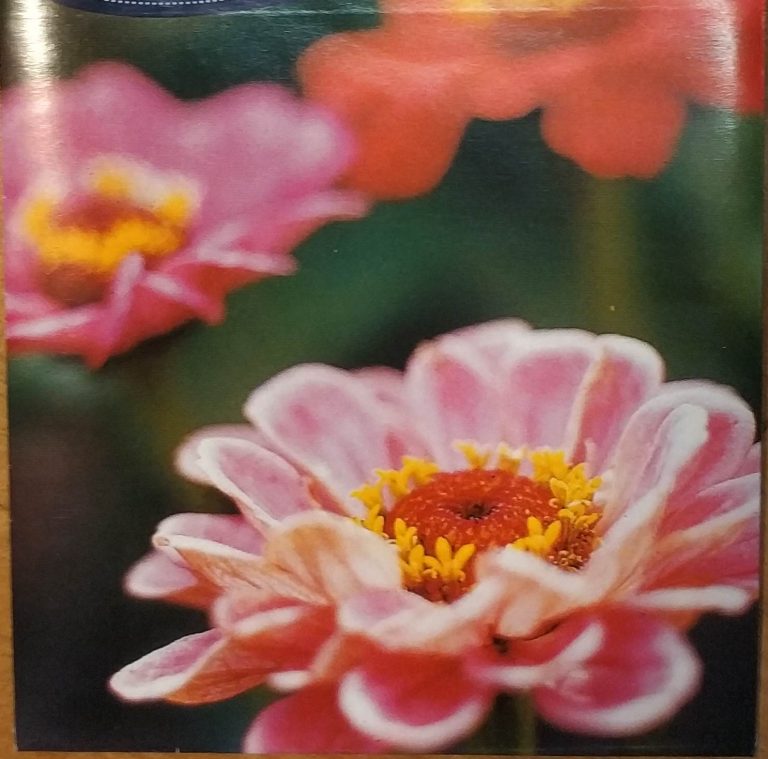 Zinnia Elegans Dahlia, pink røde farver.