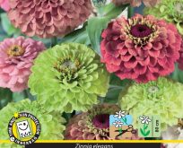 Zinnia Queeny Red and Lime Blanding