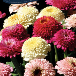 Zinnia, zinderella fasion mix