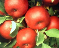 Æbleviklerfælde – viklerfælde mod orm i æbler